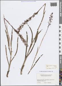 Кокушник длиннорогий (L.) R.Br., Восточная Европа, Северо-Западный район (E2) (Россия)