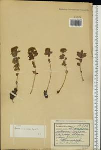 Родиола розовая, Золотой корень L., Восточная Европа, Северный район (E1) (Россия)