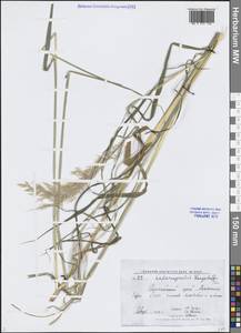 Вейник пурпурный (Trin.) Trin., Сибирь, Алтай и Саяны (S2) (Россия)