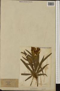 Helleborus foetidus L., Западная Европа (EUR) (Италия)