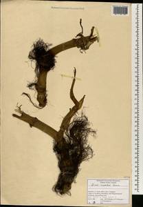 Berula repanda (Hiern) Spalik & S. R. Downie, Африка (AFR) (ЮАР)