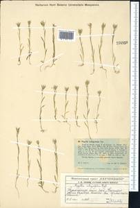 Komaroffia integrifolia (Regel) A. L. Pereira, Средняя Азия и Казахстан, Западный Тянь-Шань и Каратау (M3) (Казахстан)
