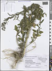 Марь белая L., Восточная Европа, Центральный район (E4) (Россия)