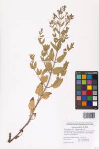 MHA 0 006 931, Nepeta ucranica subsp. parviflora (M.Bieb.) M.Masclans de Bolos, Восточная Европа, Ростовская область (E12a) (Россия)