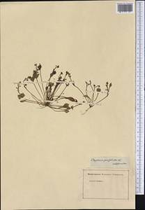 Claytonia californica, Америка (AMER) (Неизвестно)