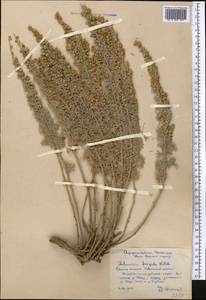 Полынь холодная Willd., Средняя Азия и Казахстан, Памир и Памиро-Алай (M2) (Киргизия)