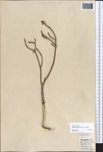 Euphorbia aphylla Brouss. ex Willd., Африка (AFR) (Испания)