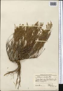 Полынь малоцветковая Weber, Средняя Азия и Казахстан, Прикаспийский Устюрт и Северное Приаралье (M8) (Казахстан)