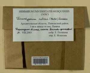 Tomentypnum nitens (Hedw.) Loeske, Гербарий мохообразных, Мхи - Архангельская и Вологодская области, Коми, Ненецкий АО (B7) (Россия)