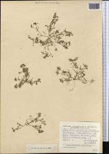 Торичник двутычинковый (Guss.) Boiss., Средняя Азия и Казахстан, Северный и Центральный Казахстан (M10) (Казахстан)