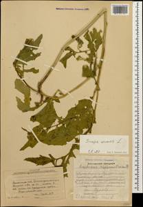 Rhamphospermum arvense (L.) Andrz. ex Besser, Кавказ, Армения (K5) (Армения)