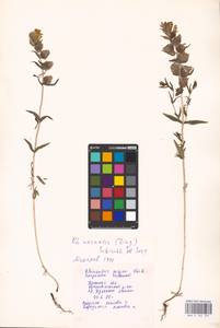 MHA 0 162 107, Rhinanthus serotinus var. vernalis (N.W.Zinger) Janch., Восточная Европа, Центральный район (E4) (Россия)