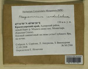 Plagiomnium undulatum (Hedw.) T.J. Kop., Гербарий мохообразных, Мхи - Северный Кавказ и Предкавказье (B12) (Россия)