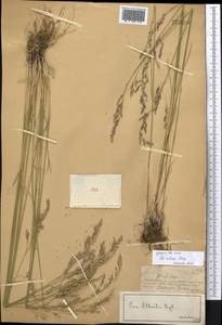 Мятлик разноцветный Besser, Средняя Азия и Казахстан, Джунгарский Алатау и Тарбагатай (M5) (Казахстан)