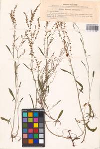 Щавель воробьиный, Щавелек L., Восточная Европа, Южно-Украинский район (E12) (Украина)