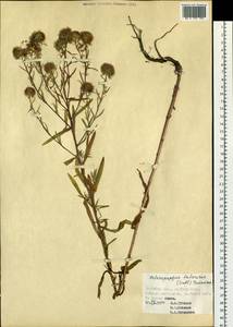 Aster neobiennis Brouillet, Semple & Y.L.Chen, Сибирь, Дальний Восток (S6) (Россия)