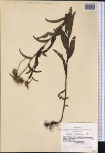 Pentanema salicinum (L.) D. Gut. Larr., Santos-Vicente, Anderb., E. Rico & M. M. Mart. Ort., Сибирь, Западная Сибирь (S1) (Россия)