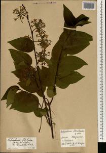 Holarrhena floribunda (G.Don) T.Durand & Schinz, Африка (AFR) (Мали)