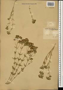 Дубровник белый, Дубровник беловойлочный L., Кавказ, Азербайджан (K6) (Азербайджан)