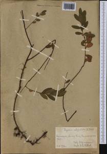 Хамедафна обыкновенная, Болотный мирт (L.) Moench, Сибирь, Чукотка и Камчатка (S7) (Россия)