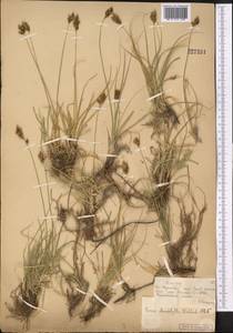 Осока узколистная Wahlenb., Средняя Азия и Казахстан, Муюнкумы, Прибалхашье и Бетпак-Дала (M9) (Казахстан)