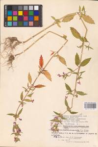 MHA 0 154 281, Пикульник ладанниковый L., Восточная Европа, Центральный район (E4) (Россия)