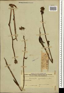 Анакамптис пирамидальный (L.) Rich., Кавказ, Азербайджан (K6) (Азербайджан)