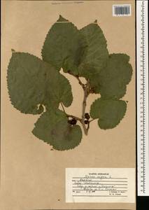 Шелковица черная L., Зарубежная Азия (ASIA) (Афганистан)