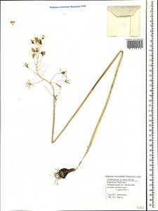 Птицемлечник дугообразный Steven, Кавказ, Ставропольский край, Карачаево-Черкесия, Кабардино-Балкария (K1b) (Россия)