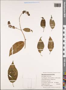 Marsdenia tinctoria R. Br., Зарубежная Азия (ASIA) (Вьетнам)
