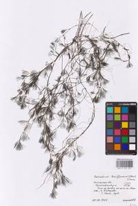 Лютик Кауфмана, Шелковник Кауфмана P. Clerc, Восточная Европа, Центральный район (E4) (Россия)