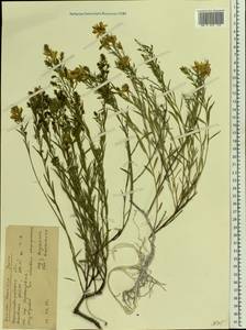 Genista tinctoria subsp. tinctoria, Восточная Европа, Северо-Украинский район (E11) (Украина)