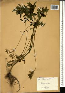 Бутень золотистый L., Кавказ, Грузия (K4) (Грузия)