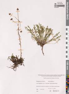 Трехреберник Гукера, Трехребросемянник Хукера Sch.Bip., Сибирь, Чукотка и Камчатка (S7) (Россия)