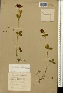 Trifolium badium subsp. rytidosemium (Boiss. & Hohen.) M.Hossain, Кавказ, Краснодарский край и Адыгея (K1a) (Россия)