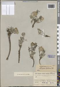 Астрагал хмелевидный Pall., Сибирь, Прибайкалье и Забайкалье (S4) (Россия)