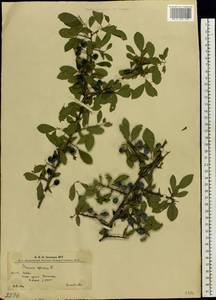 Слива колючая, Терн L., Восточная Европа, Западно-Украинский район (E13) (Украина)