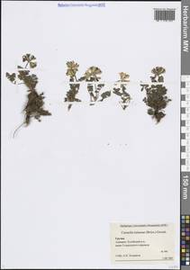 Coronilla orientalis subsp. balansae (Boiss.) Zernov, Кавказ, Грузия (K4) (Грузия)