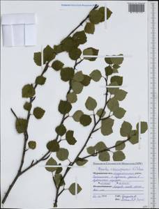 Береза (Zanoni ex Murray) Govaerts, Восточная Европа, Северный район (E1) (Россия)