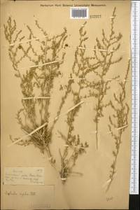 Caroxylon orientale (S.G.Gmel.) Tzvelev, Средняя Азия и Казахстан, Муюнкумы, Прибалхашье и Бетпак-Дала (M9) (Казахстан)