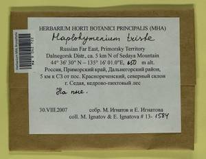 Haplohymenium triste (Ces.) Kindb., Гербарий мохообразных, Мхи - Дальний Восток (без Чукотки и Камчатки) (B20) (Россия)