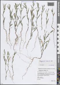 Спорыш Белларди, Горец Белларди All., Восточная Европа, Ростовская область (E12a) (Россия)