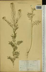 Дескурения Софии (L.) Webb ex Prantl, Восточная Европа, Центральный лесостепной район (E6) (Россия)