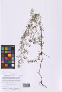 Подмаренник мягкий L., Восточная Европа, Московская область и Москва (E4a) (Россия)