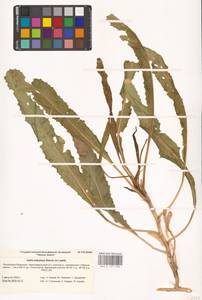 Вайда песчаная Steven ex Ledeb., Восточная Европа, Нижневолжский район (E9) (Россия)