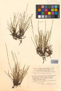 Хвощ пестрый Schleich. ex F.Weber & D.Mohr, Сибирь, Чукотка и Камчатка (S7) (Россия)