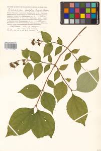 Чубушник тонколистный Rupr. & Maxim., Сибирь, Дальний Восток (S6) (Россия)