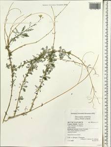 Descurainia millefolia (Jacq.) Webb & Berthel., Африка (AFR) (Испания)