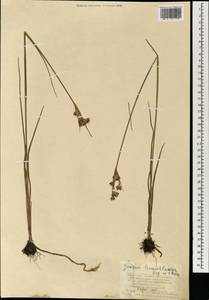 Juncus castaneus subsp. leucochlamys (V.J.Zinger ex V.I.Krecz.) Hultén, Монголия (MONG) (Монголия)