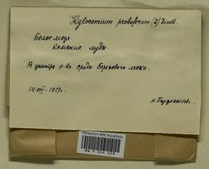 Hylocomium splendens (Hedw.) Schimp., Гербарий мохообразных, Мхи - Карелия, Ленинградская и Мурманская области (B4) (Россия)